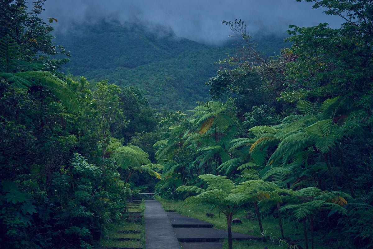 Path lined with dense vegetation in the misty hills of Guadeloupe